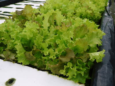 水耕栽培 ほうれん草、サラダレタス、水菜のネット独占販売に向けて!_a0254656_16441633.jpg