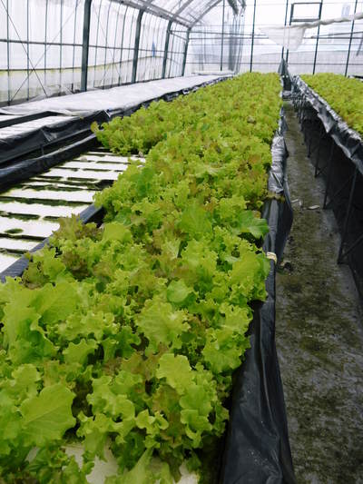 水耕栽培 ほうれん草、サラダレタス、水菜のネット独占販売に向けて!_a0254656_16481231.jpg