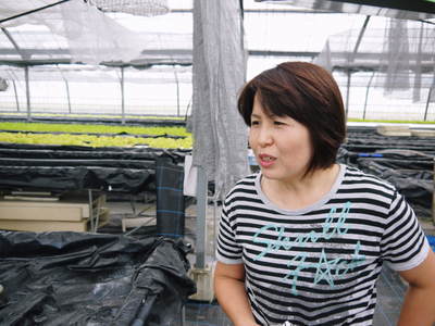 水耕栽培 ほうれん草、サラダレタス、水菜のネット独占販売に向けて!_a0254656_16551975.jpg