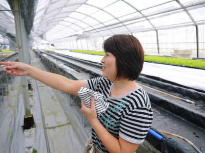 水耕栽培 ほうれん草、サラダレタス、水菜のネット独占販売に向けて!_a0254656_16572632.jpg
