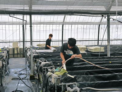 水耕栽培 ほうれん草、サラダレタス、水菜のネット独占販売に向けて!_a0254656_16592335.jpg