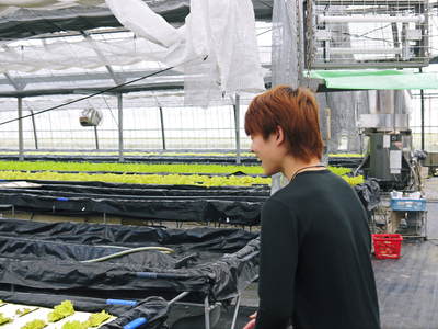 水耕栽培 ほうれん草、サラダレタス、水菜のネット独占販売に向けて!_a0254656_17123413.jpg