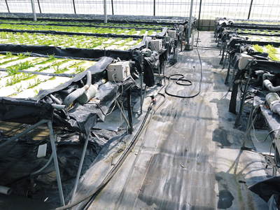 水耕栽培 ほうれん草、サラダレタス、水菜のネット独占販売に向けて!_a0254656_17172392.jpg