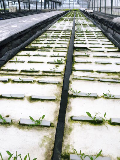 水耕栽培 ほうれん草、サラダレタス、水菜のネット独占販売に向けて!_a0254656_17242358.jpg
