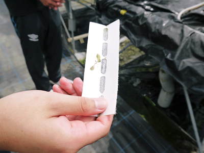水耕栽培 ほうれん草、サラダレタス、水菜のネット独占販売に向けて!_a0254656_17402163.jpg