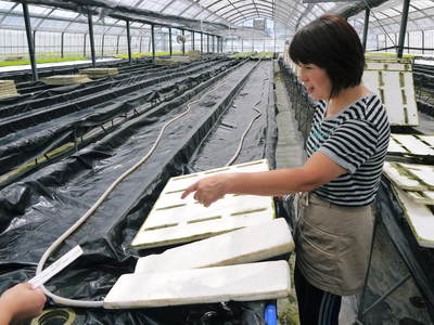 水耕栽培 ほうれん草、サラダレタス、水菜のネット独占販売に向けて!_a0254656_17485343.jpg
