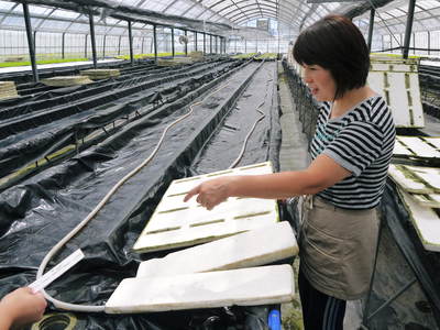 水耕栽培　ほうれん草、サラダレタス、水菜のネット独占販売に向けて！_a0254656_17485343.jpg