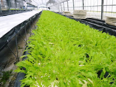水耕栽培 ほうれん草、サラダレタス、水菜のネット独占販売に向けて!_a0254656_17521447.jpg