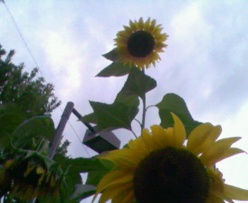 b0105259_17594883.jpg