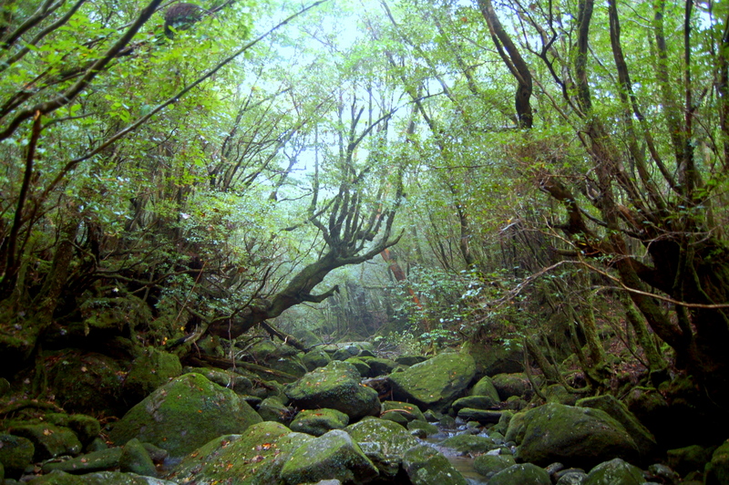 白谷雲水峡_c0057390_22403210.jpg