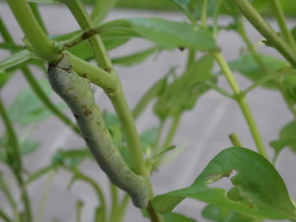 バジルに巣食う芋虫 ヨモギエダシャク Meenaの日記