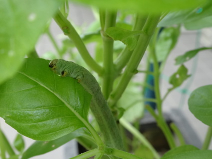 バジルに巣食う芋虫 ヨモギエダシャク Meenaの日記