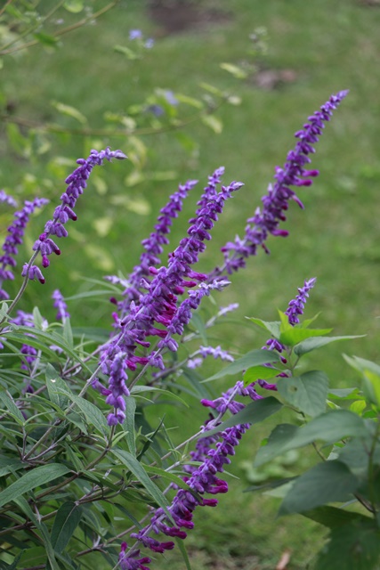 a0123003_22201954.jpg