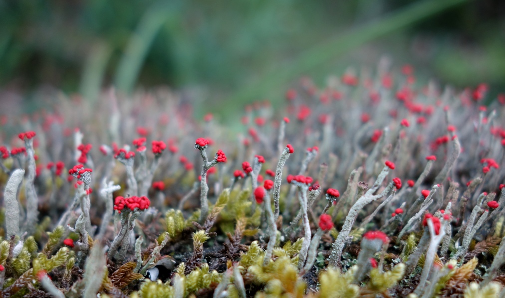 苔の花 出雲の里山から