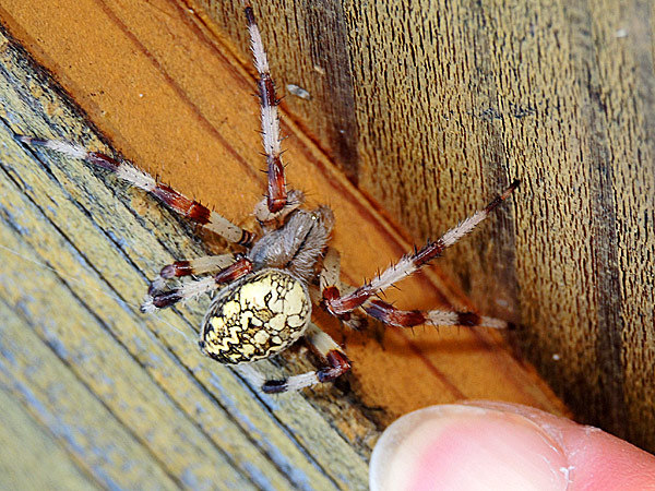 北海道の美蜘蛛キバナオニグモ 一寸の虫にも五分の魂