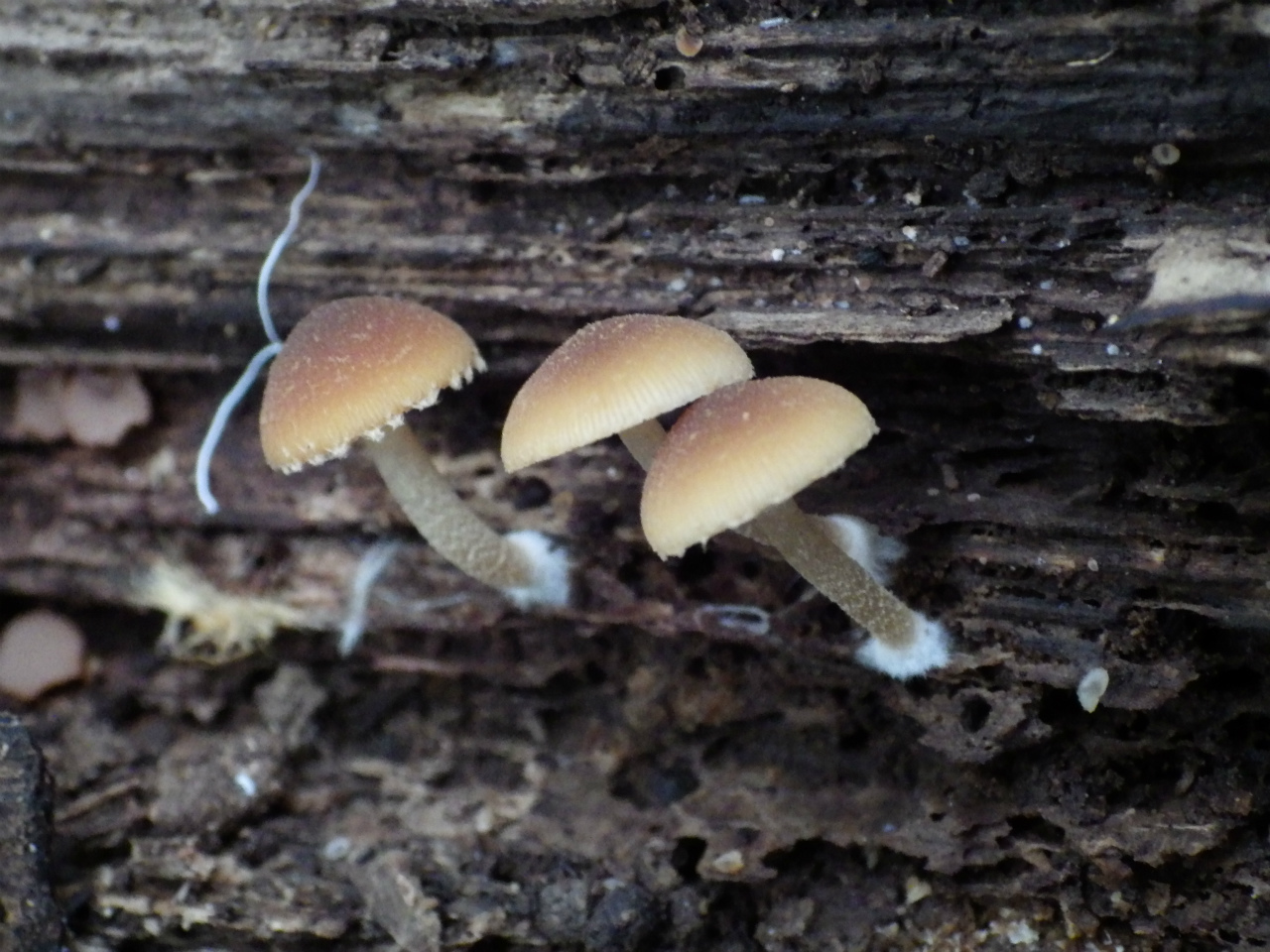 e0352220_17505551.jpg