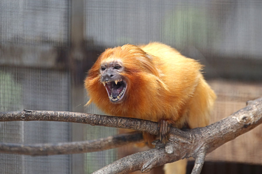 鳴くゴールデンライオンタマリン 動物園放浪記 鳴くゴールデンライオンタマリン 動物園放浪記