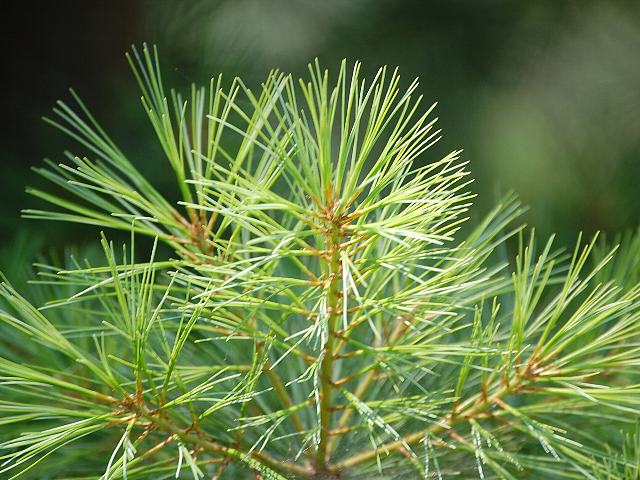 ストローブ松 ストローブマツ 花の仲間調べ ストローブ松 ストローブマツ 花の仲間調べ