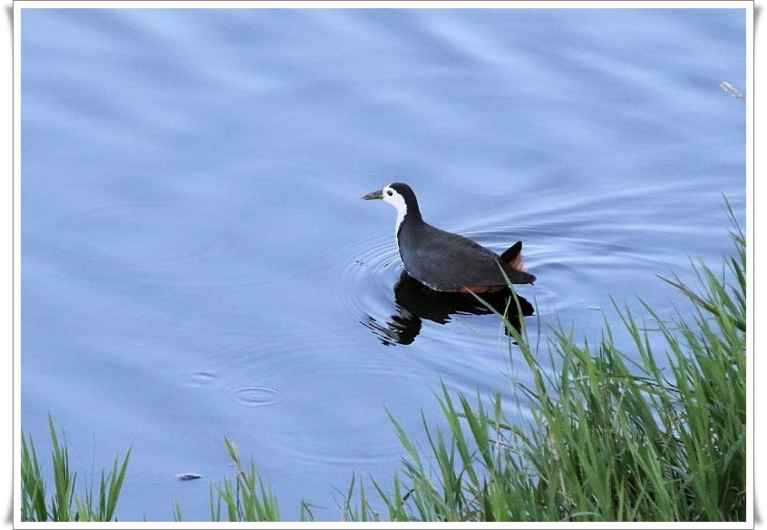 シロハラクイナは、留鳥として沖縄県に分布_b0346933_128555.jpg