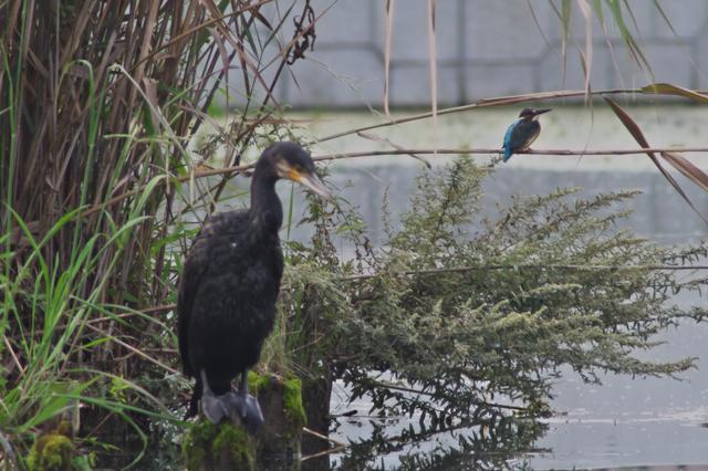 朝のカワセミとカワウ_c0309734_04211093.jpg