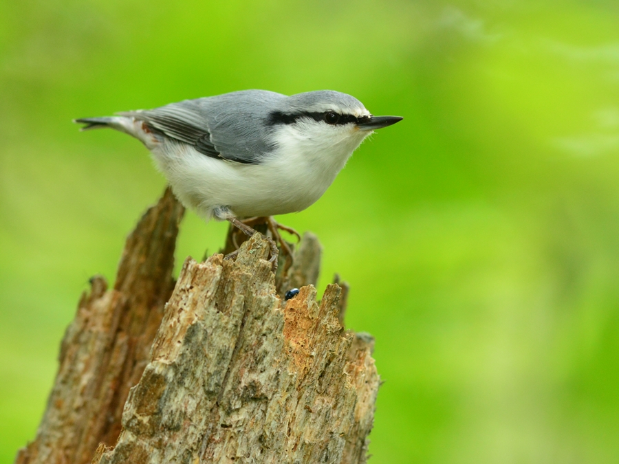 シロハラゴジュウカラ（白腹五十雀）/Eurasian nuthatch_b0309841_2303053.jpg