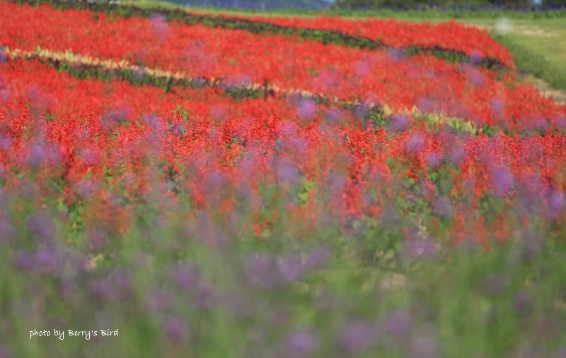 サルビアの花 Berry S Bird