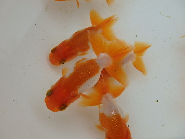 f0334143_9382238.jpg