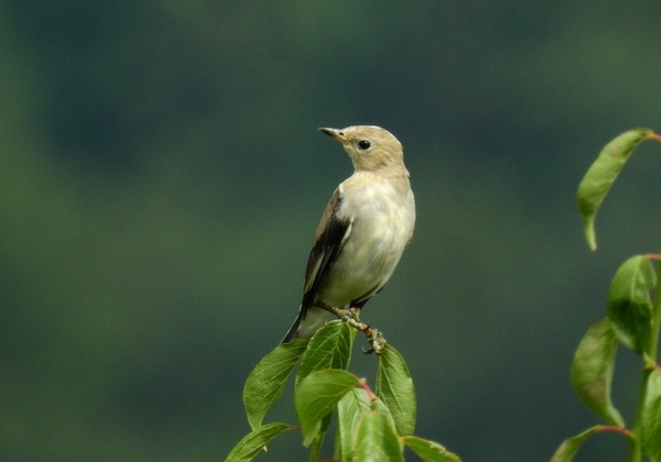 今週は秦野の野鳥_c0171849_16271458.jpg
