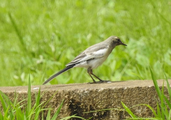 今週は秦野の野鳥_c0171849_16273967.jpg