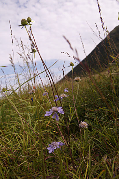 花水の花①_f0214649_171955.jpg