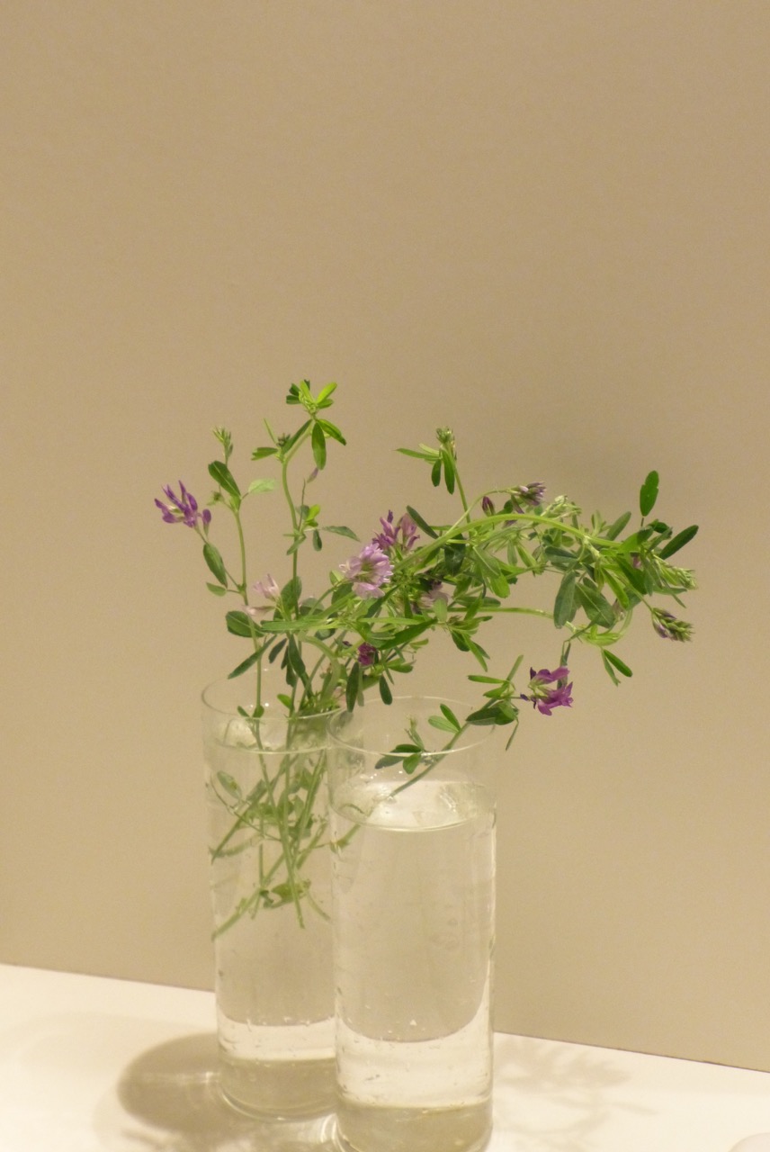草を摘む 光と影をおいかけて 草を摘む 光と影をおいかけて