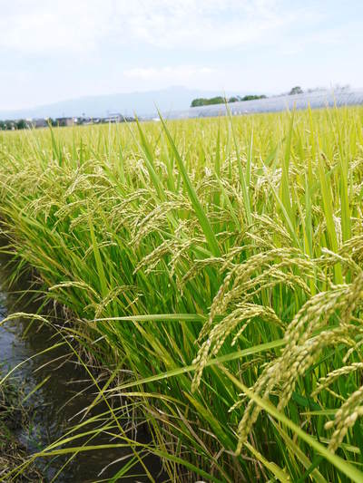 七城米 長尾農園 稲穂が膨らみ頭(こうべ)を垂れ実に美しい!!収穫(稲刈り)は10月中旬です!_a0254656_1711446.jpg