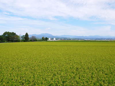 七城米 長尾農園 稲穂が膨らみ頭(こうべ)を垂れ実に美しい!!収穫(稲刈り)は10月中旬です!_a0254656_17425923.jpg