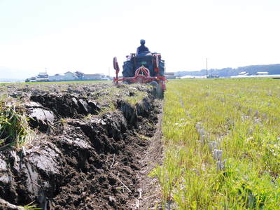 七城米 長尾農園 稲穂が膨らみ頭(こうべ)を垂れ実に美しい!!収穫(稲刈り)は10月中旬です!_a0254656_17581481.jpg