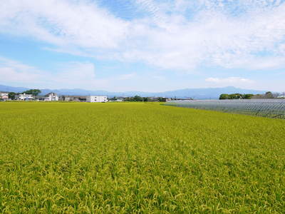 七城米 長尾農園 稲穂が膨らみ頭(こうべ)を垂れ実に美しい!!収穫(稲刈り)は10月中旬です!_a0254656_179464.jpg