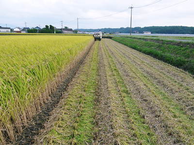七城米 長尾農園 稲穂が膨らみ頭(こうべ)を垂れ実に美しい!!収穫(稲刈り)は10月中旬です!_a0254656_18313377.jpg