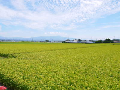 七城米 長尾農園 稲穂が膨らみ頭(こうべ)を垂れ実に美しい!!収穫(稲刈り)は10月中旬です!_a0254656_1855985.jpg