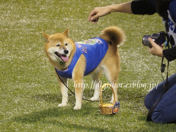 ベースボール犬 わさび 引退 お疲れさま Out Of Focus Baseballフォトブログ 終了 ベースボール犬 わさび 引退 お疲れさま Out Of Focus Baseballフォトブログ 終了