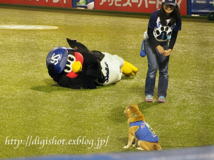 9/29つば九郎と三輪ちゃん･ボール犬わさび他ツーショット写真_e0222575_2020259.jpg