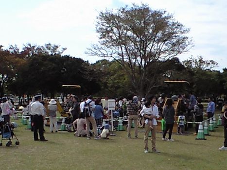 コスモスコスモス咲いた咲いた (海の中道海浜公園)_b0005281_20592813.jpg