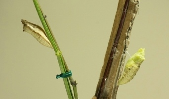 d0004393_4171483.jpg