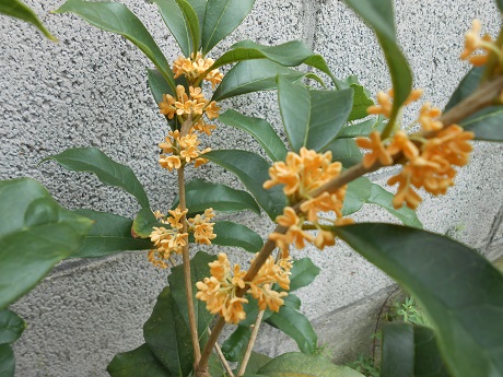 a0289494_14391346.jpg