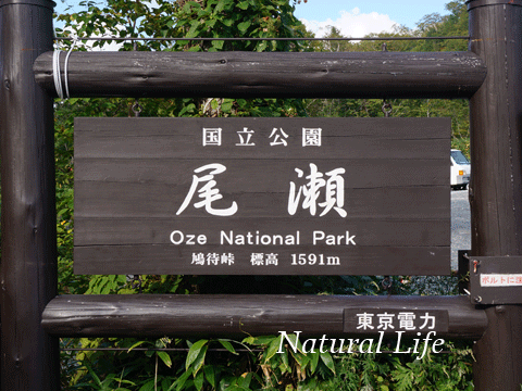 b0162000_3272118.gif