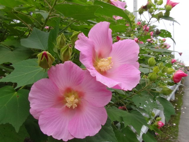 フヨウ 芙蓉 の花 15 10 1 徳ちゃん便り