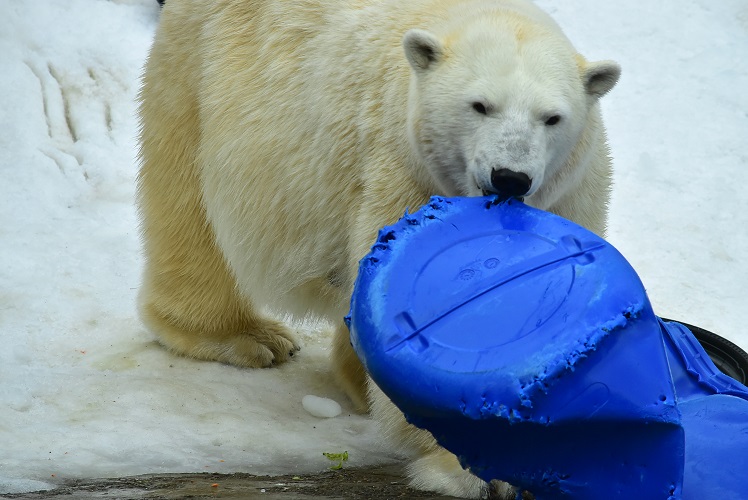 モスクワ動物園六日目 ～ 一か月後のシモーナ親子の変化を探る_a0151913_7412122.jpg