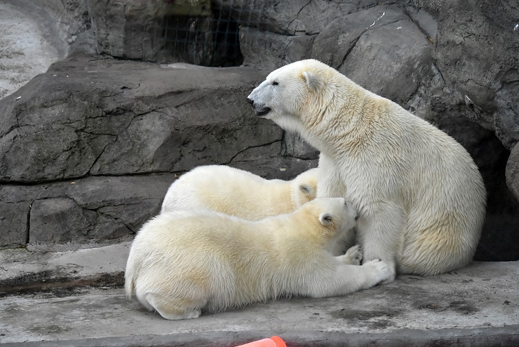 モスクワ動物園六日目 ～ 一か月後のシモーナ親子の変化を探る_a0151913_804967.jpg