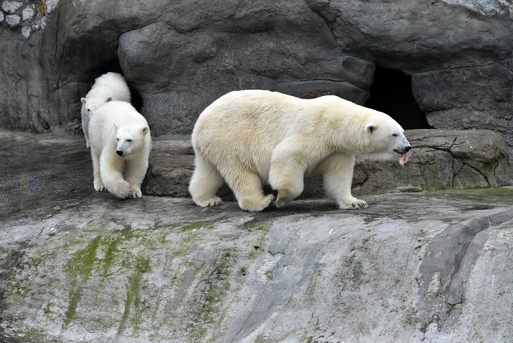 モスクワ動物園六日目 ～ 一か月後のシモーナ親子の変化を探る_a0151913_8455416.jpg