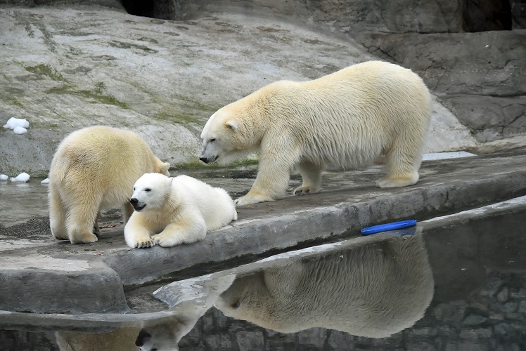 モスクワ動物園六日目 ～ 一か月後のシモーナ親子の変化を探る_a0151913_8461565.jpg