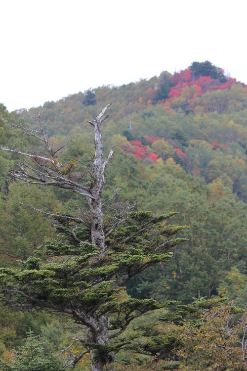 ハナイカリの紅葉_a0315813_891591.jpg