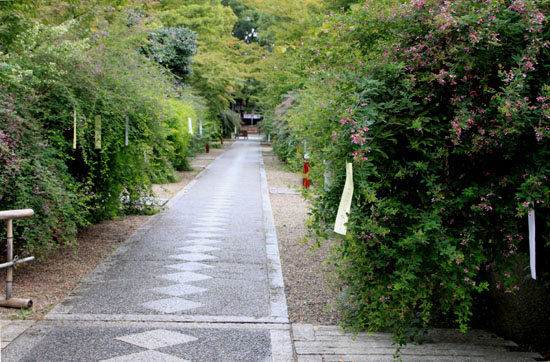 梨の木神社 萩_e0048413_17253240.jpg